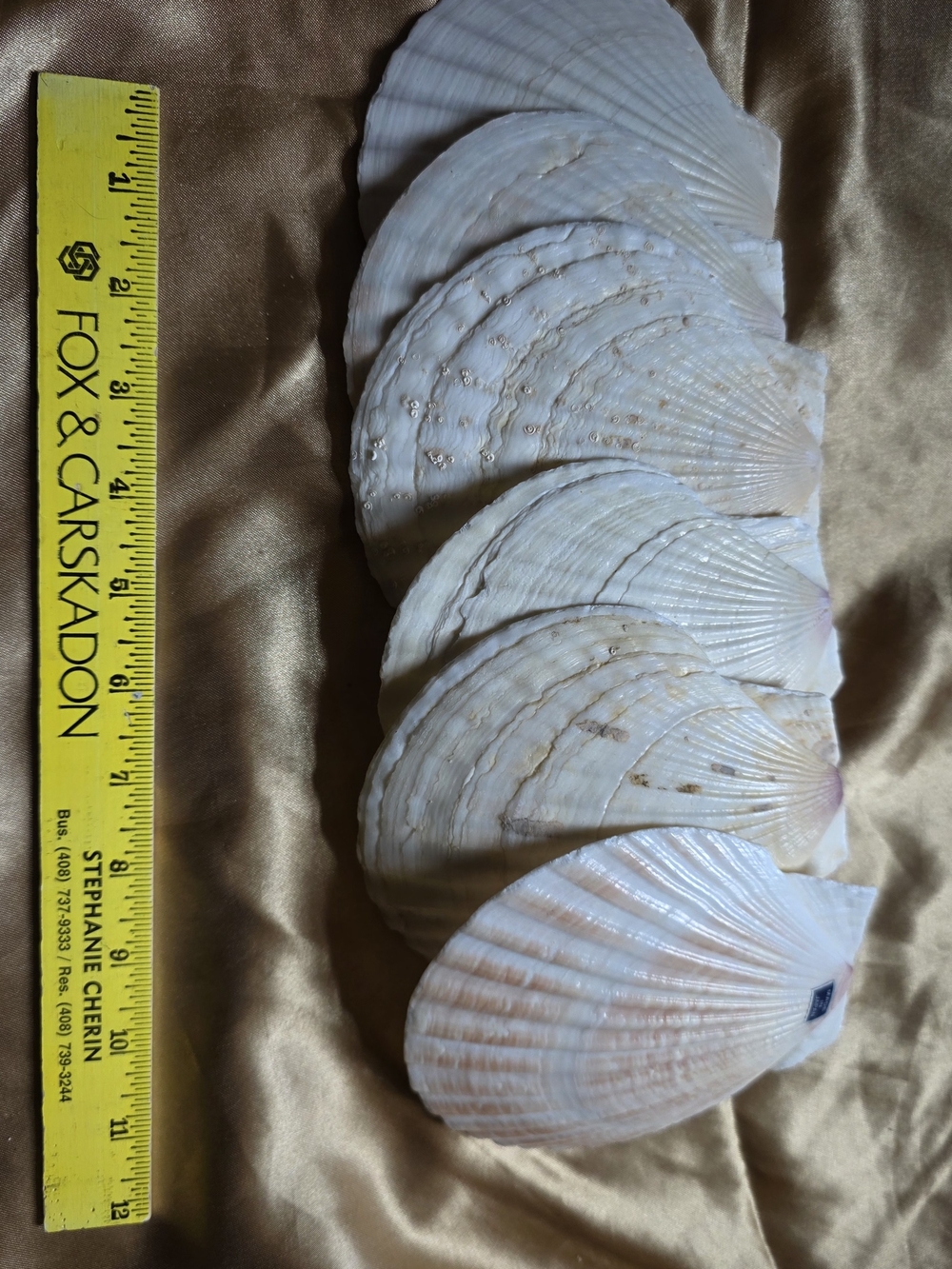 Natural White Large Seashell Scallops - Set Of Six